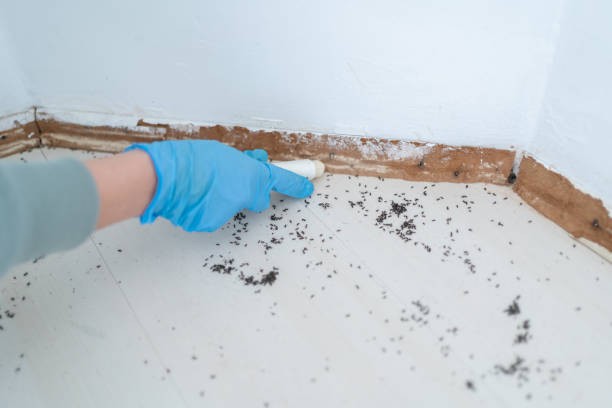 Reliable Pollock Pines, CA Pest Control Solutions